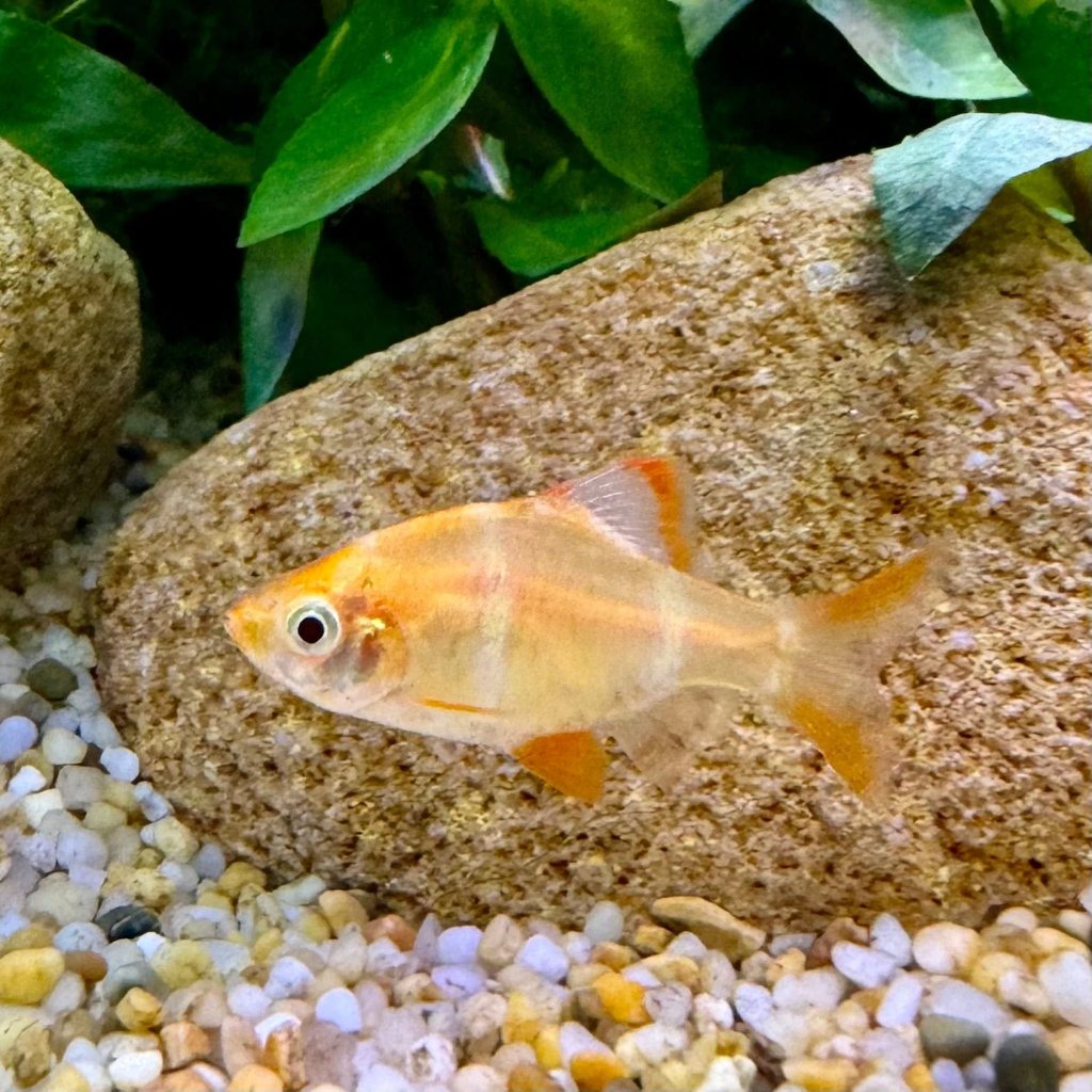 An albino Tiger Barb in its planted tank swimming along the rocky substrate.