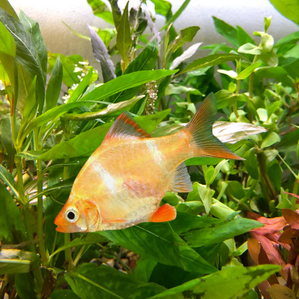 A happy and healthy Albino Tiger Barb in its planted tank