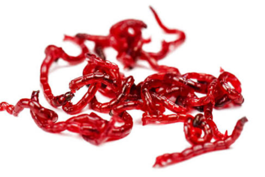 Bloodworms on a white background.