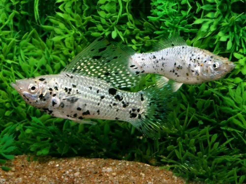 Two Dalmation Molly swimming in the foreground of they tank in front of greenery.