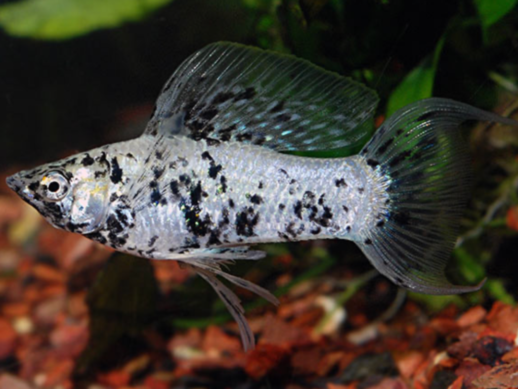 A dalmatian Molly in the foreground fins flared with its planted tank in the background.