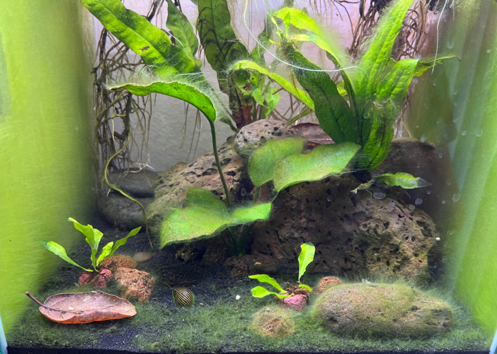 A tank filled with algae.