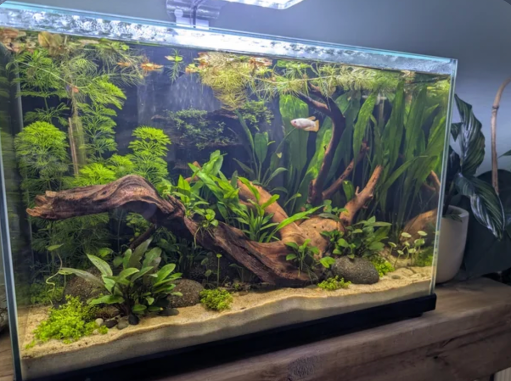 A planted tank.
