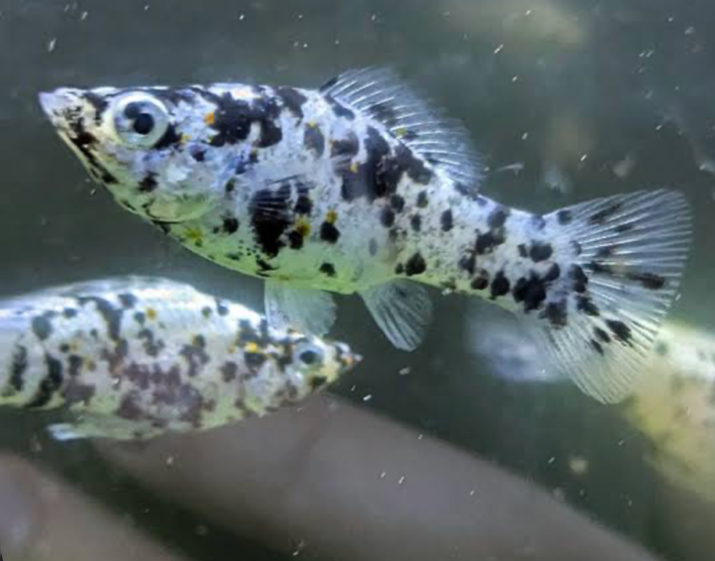 Two Dalmatian Mollies swimming in a tank.