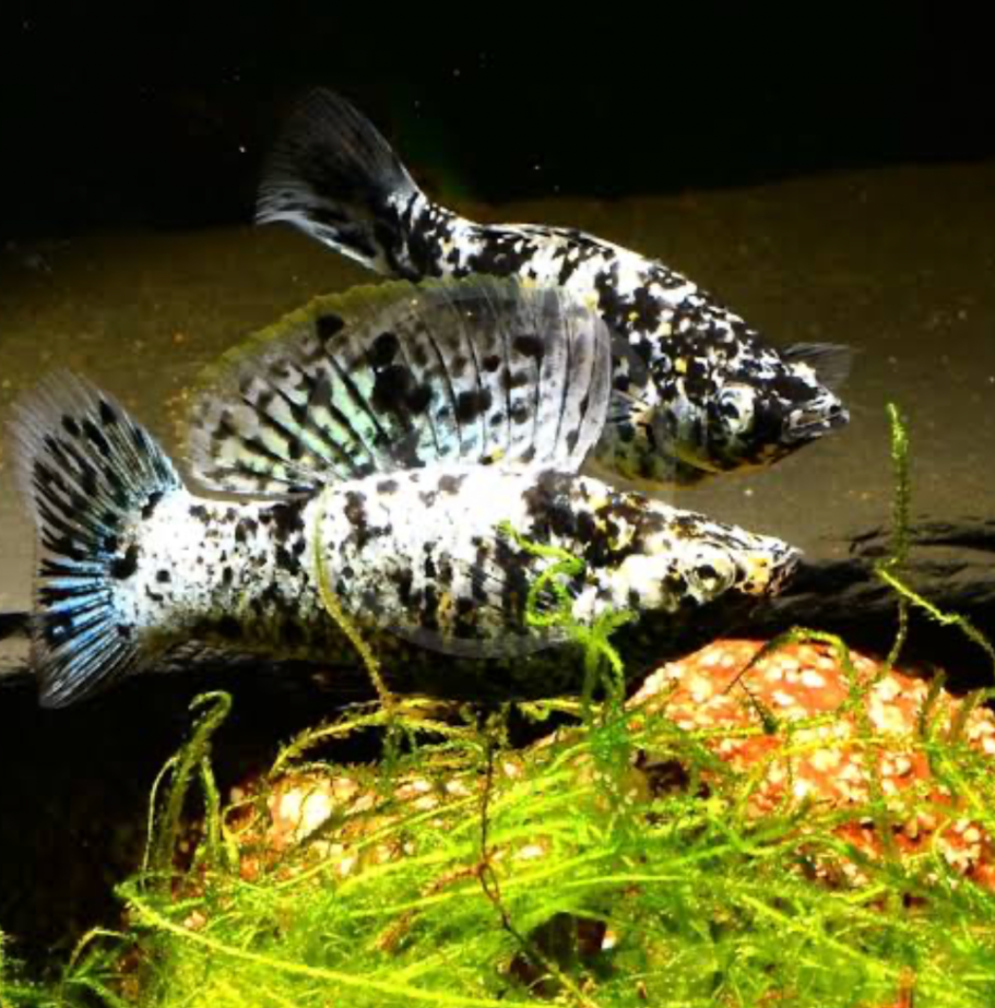 Dalmatian Mollies in a planted tank.