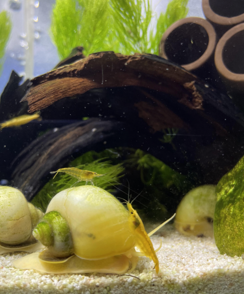 Snails and shrimp in an aquascaped tank.