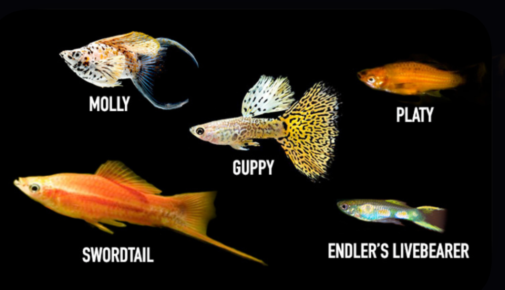 A collage of live bearing fish on a black background.