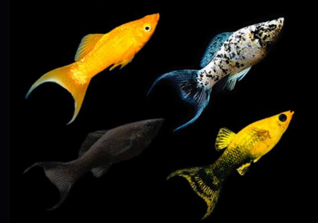 Different types of lyretail mollies on a black background.