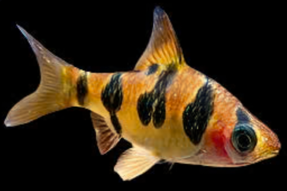 A Snakeskin Barb on a black background.