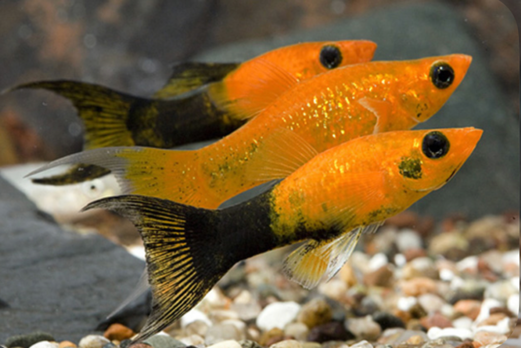 A school of orange and black lyretails aligned in their tank just above the rocky brown pebbled substrate.