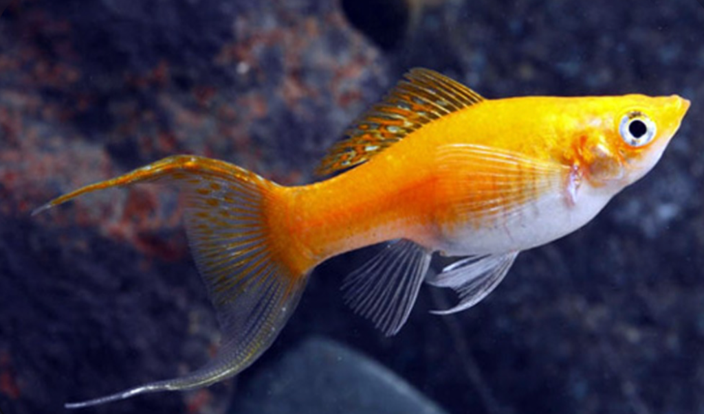 A yellow lyretail molly swimming in its aquscaped tank.