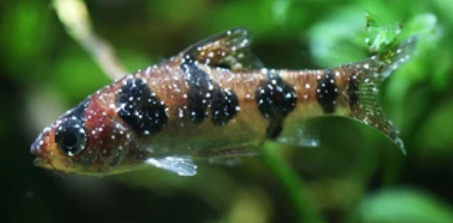 A Snakeskin Barb suffering from white spot disease.