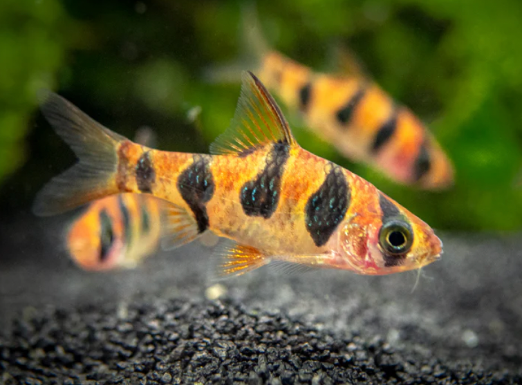 A planted tank perfect for snakeskin barbs to thrive.