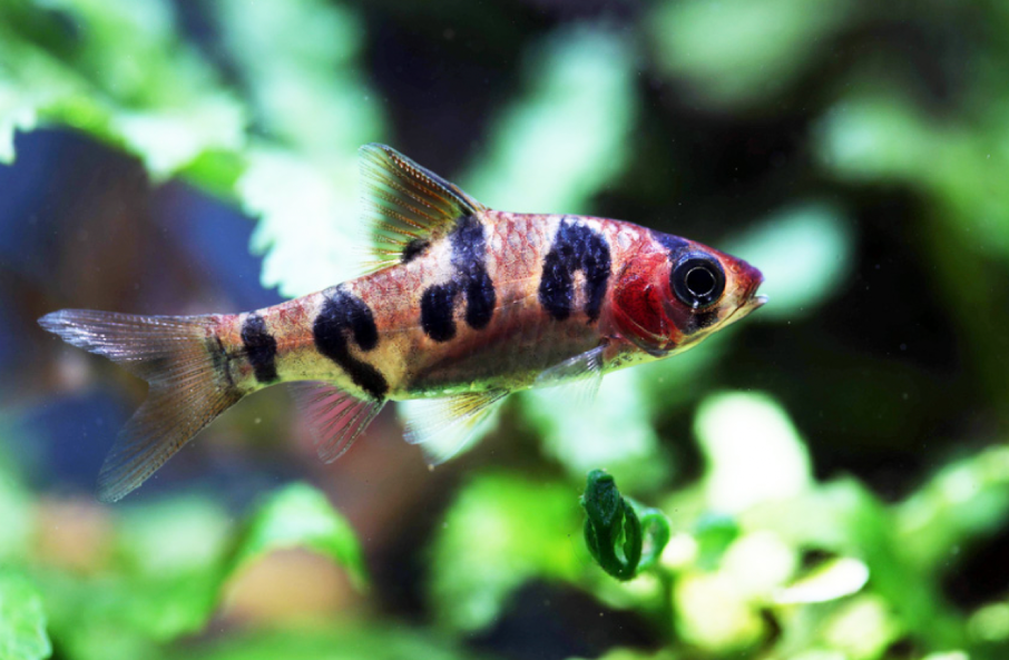 Snakeskin Barb in a planted tank.