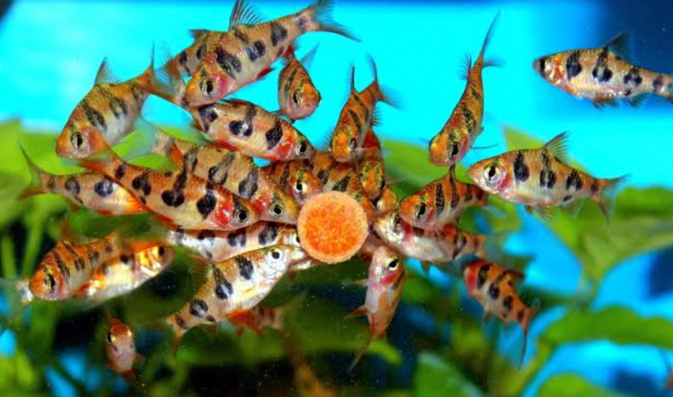 Happy Snakeskin Barbs eating a wafer stuck to the aquariums glass.