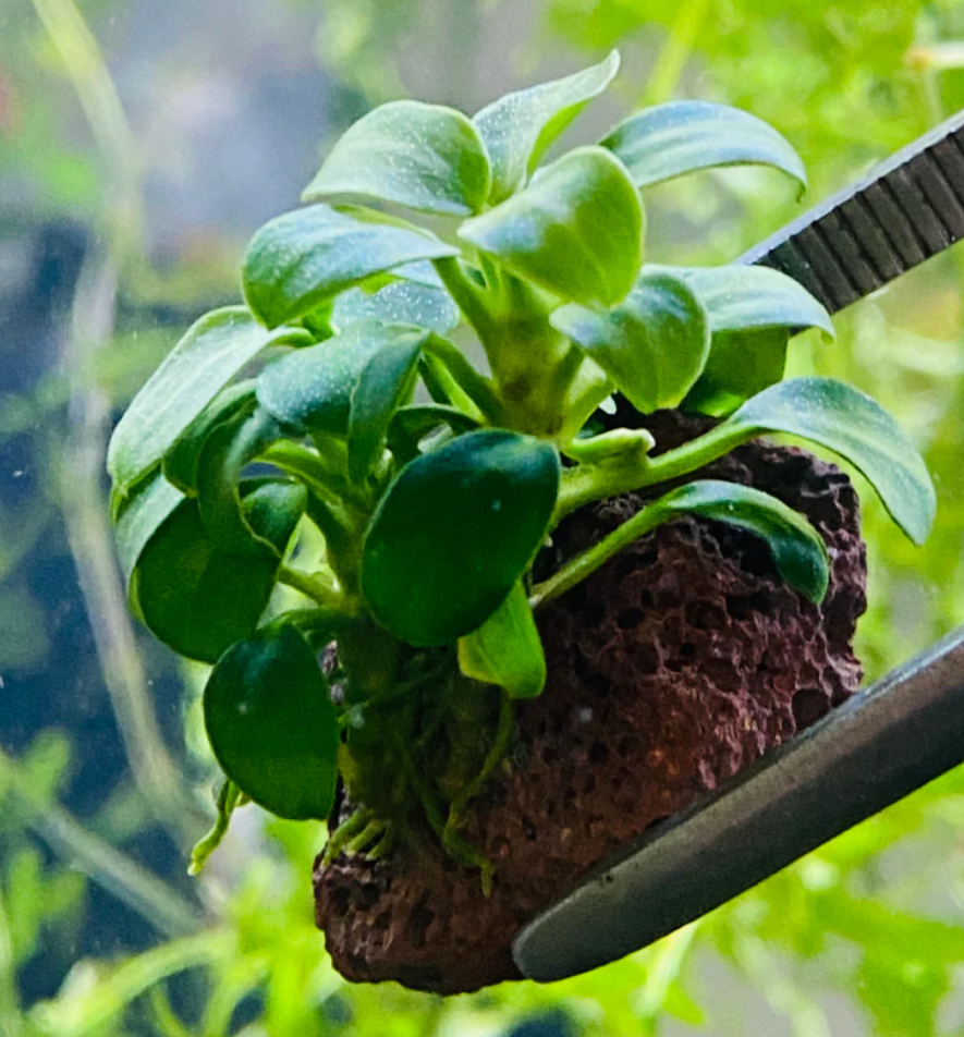 Anubias attached to a volcanic rock.