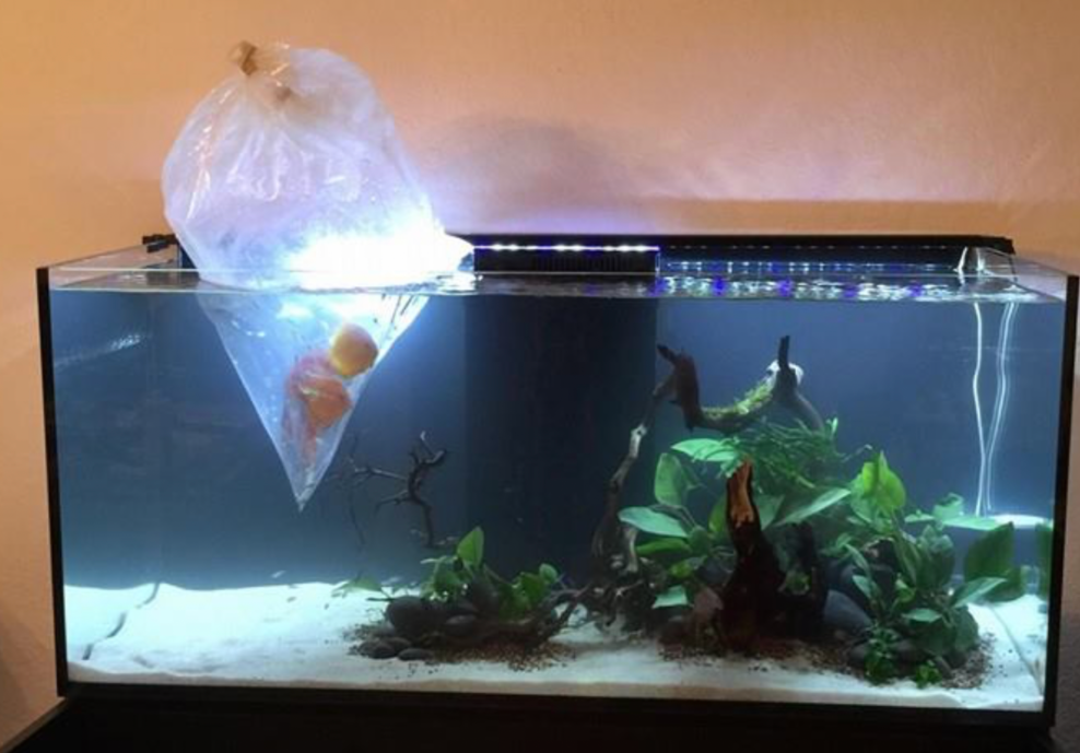 Temperature acclimatization process when adding animals to an established tank.