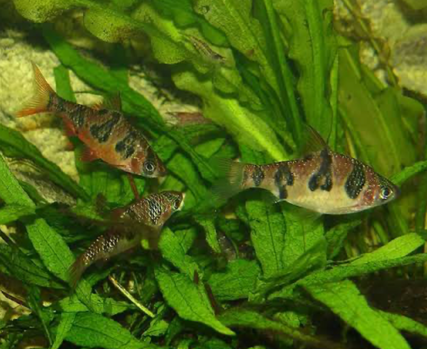 Ferns in a planted tank filled with a group of Snakeskin Barbs happily swimming through the plants leaves.