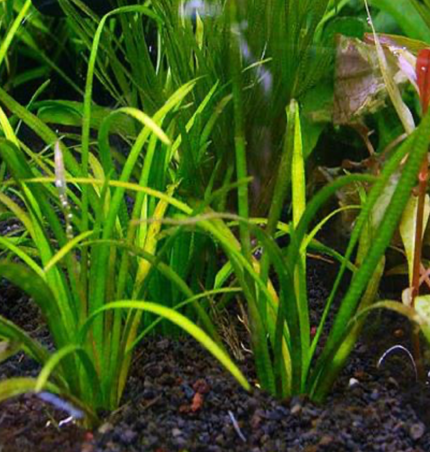 Sagittaria in a planted tank.