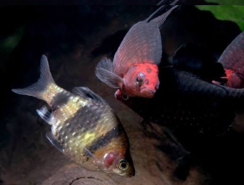 A darklit tank with black ruby barbs schooling.