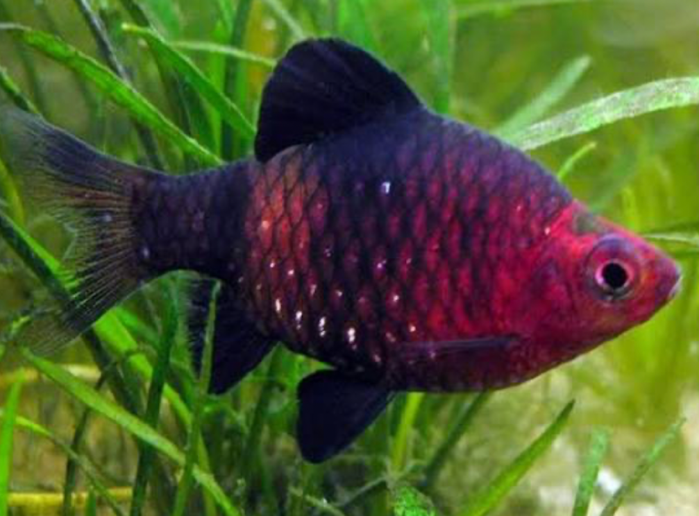 A Black Ruby Barbs in a planted tank.