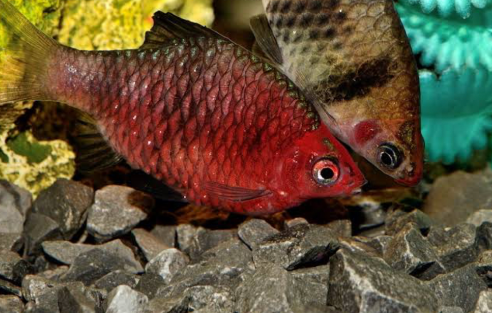 A pair of Black Ruby Barbs showcasing their striking color morphs.