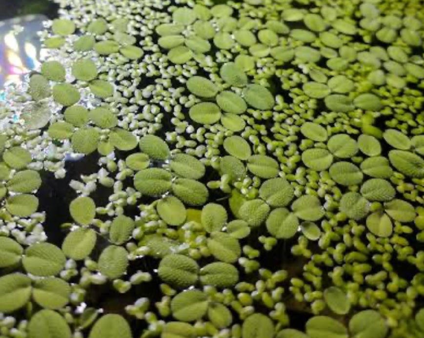 Close up of floating plants at the surface of a tank.