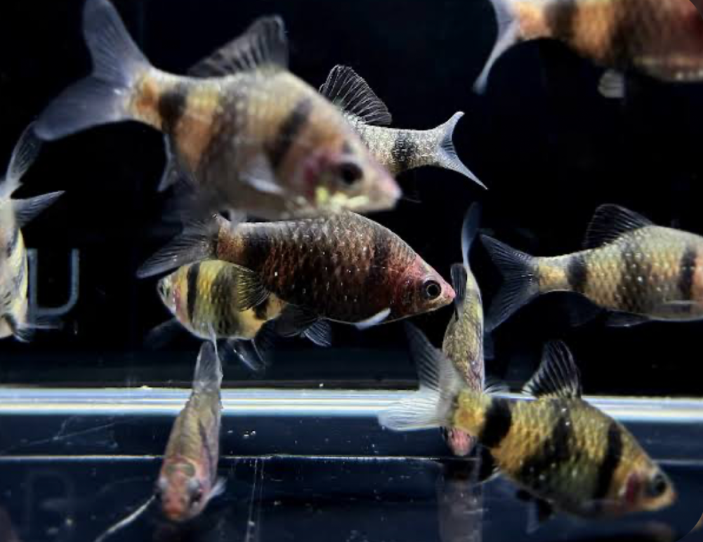 A school of Black Ruby Barb in an empty tank.
