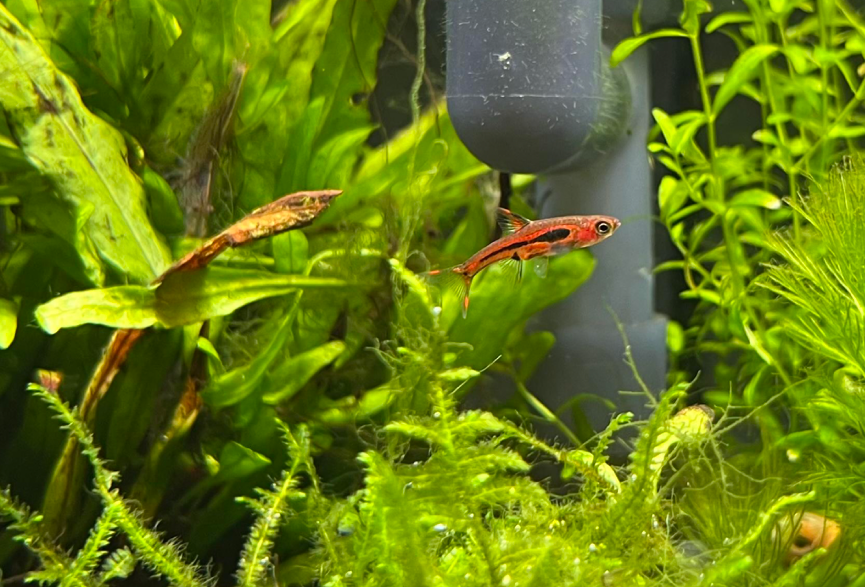 A rasbora swimming in a plannted tank.