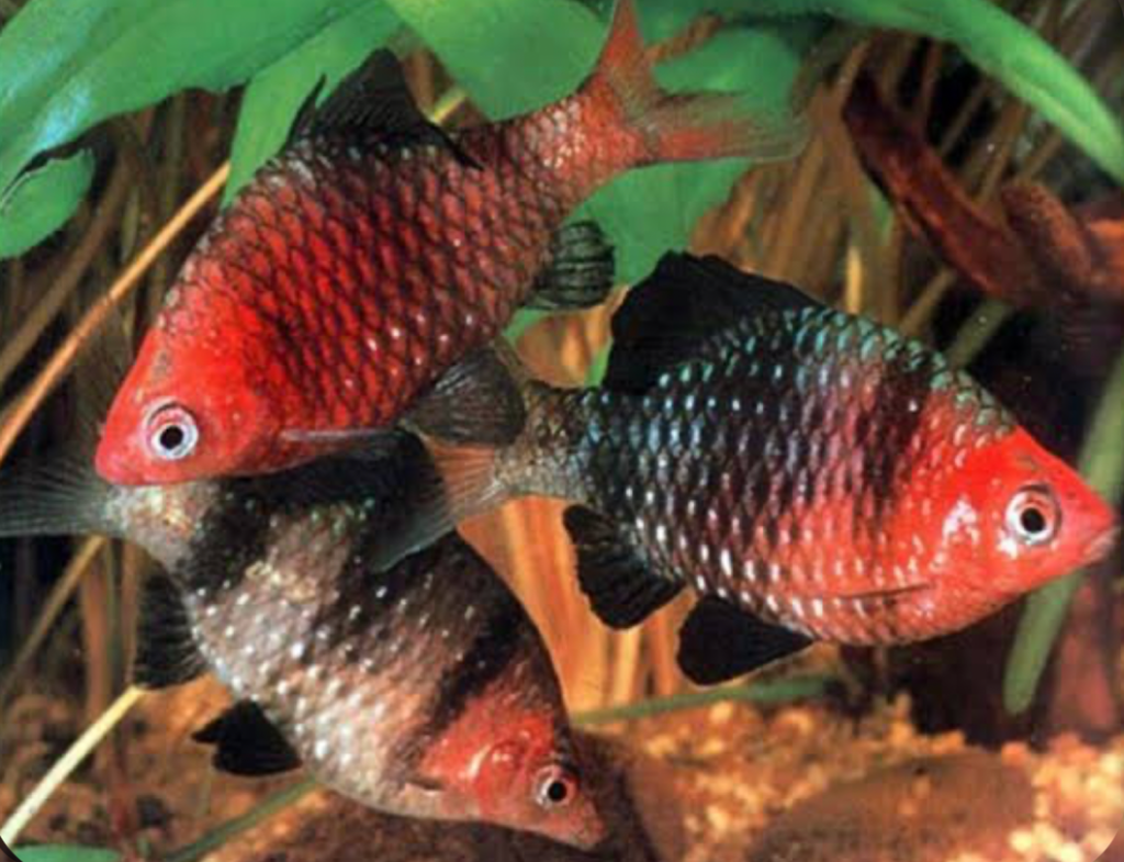 A school of Black Ruby Barb in a planted tank.