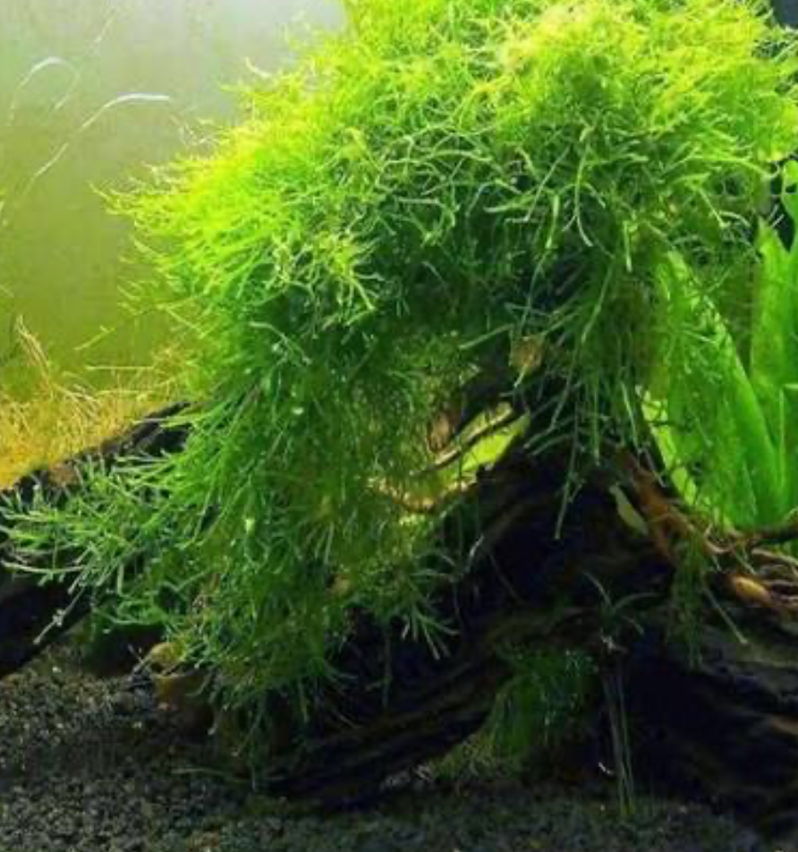 A mossy driftwood filled tank.