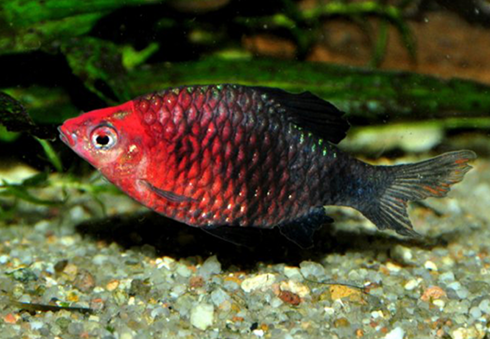 A Black Ruby Barb resting at the bottom of its tank.