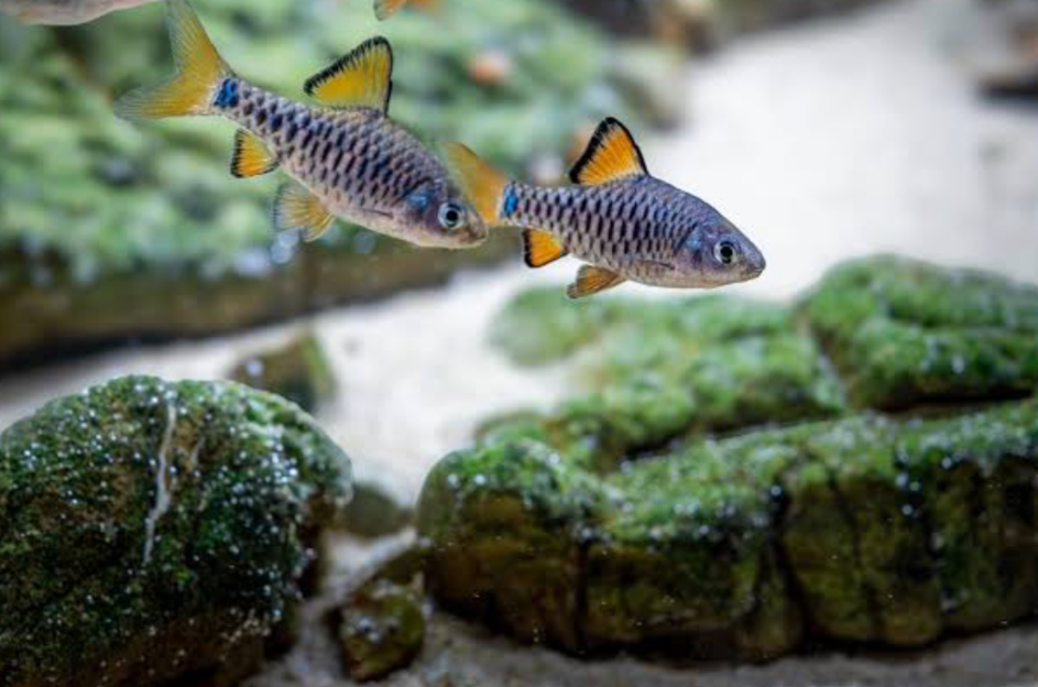 A checkered barb tank with happy fish swimming at the surface.