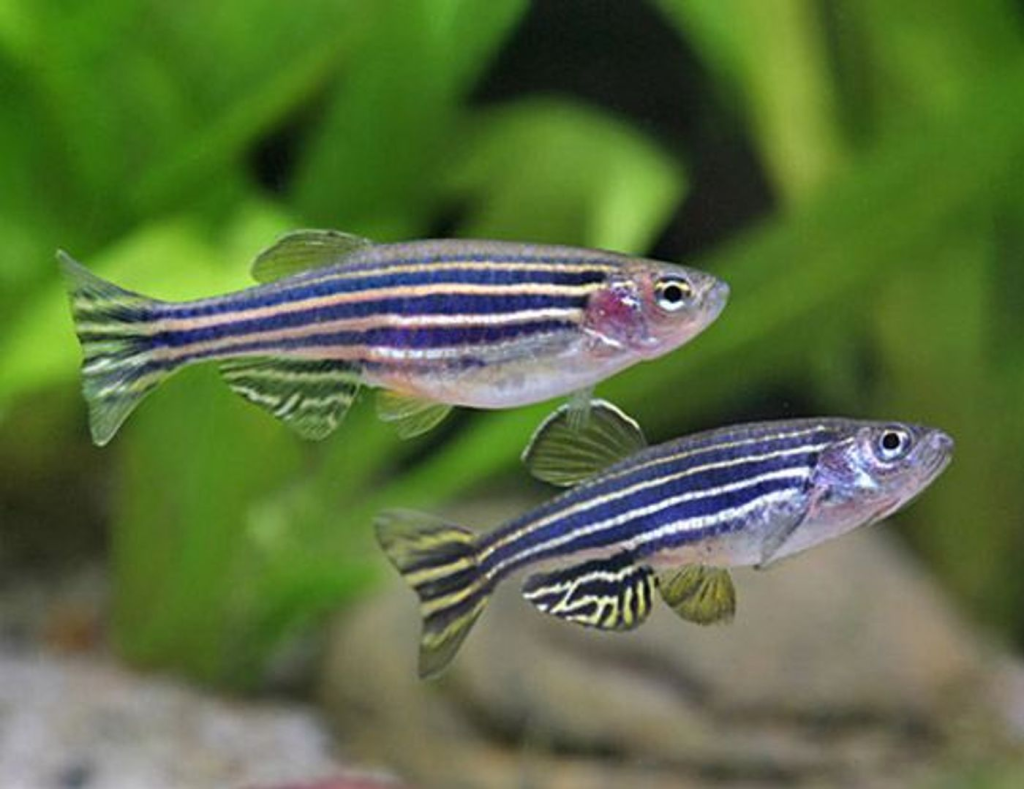 Zebra Danios in a planted tank.