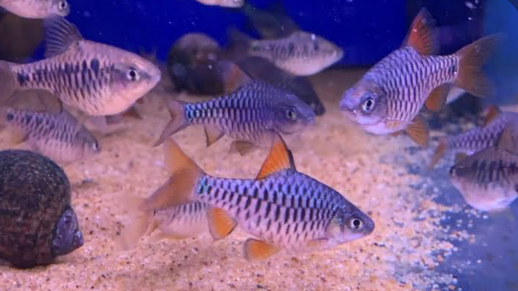 A tank of schooling checkered barbs.