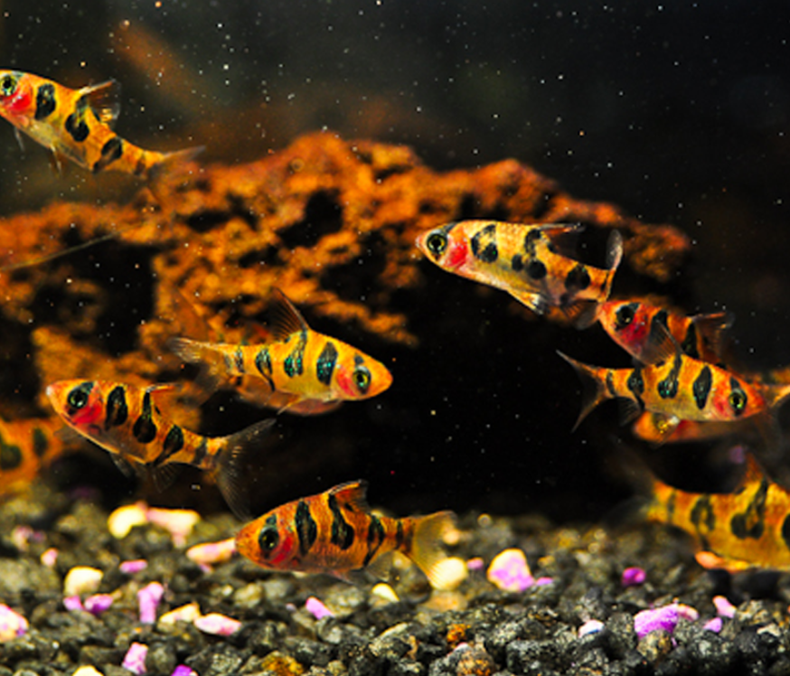 A school of snakeskin barbs in a well aquascaped tank.