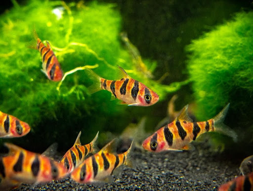 Snakeskin barbs in a school.