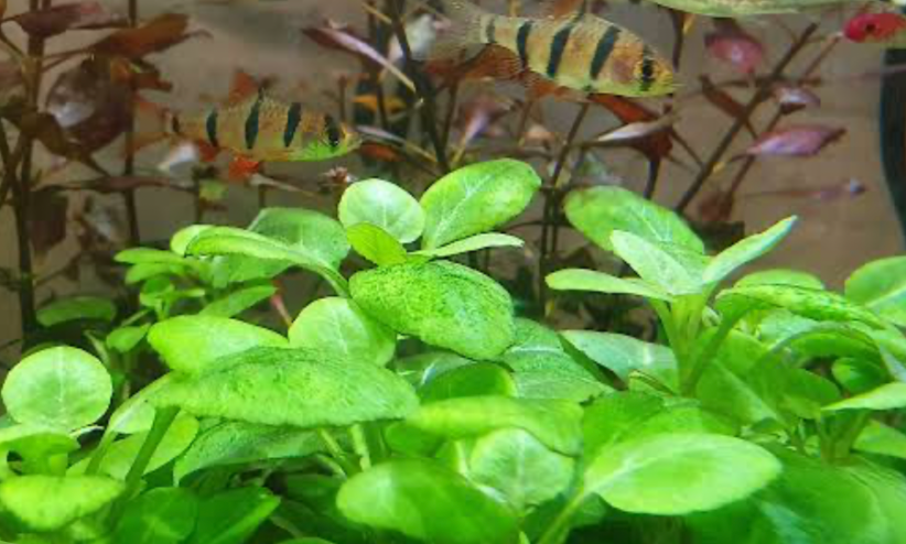Five Banded Barbs in a community tank