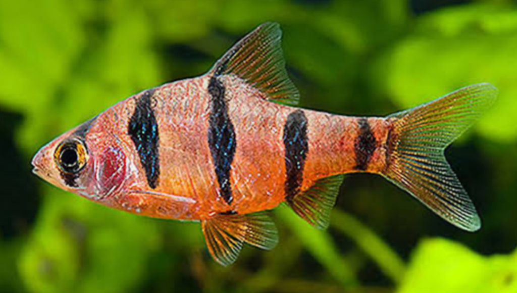 Five Banded Barb in the foreground of a planted tank.