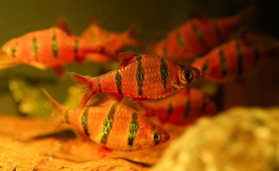 A group of Five Banded Barbs swimming near the substrate of their tank.