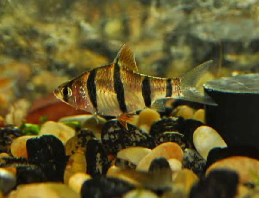 A Five-Banded Barb at the bottom of its aquarium.