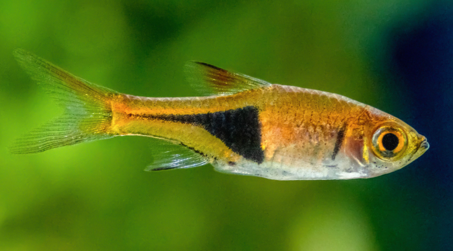 A Rasboras in a tank.