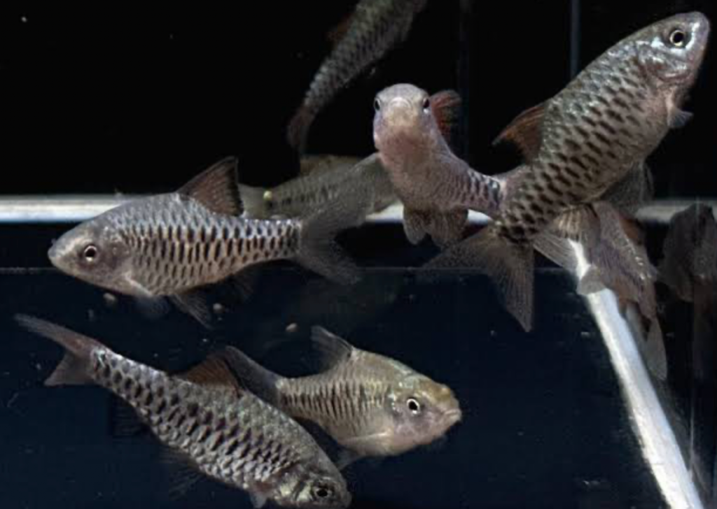 A group of checkered barbs in an empty breeding community tank.