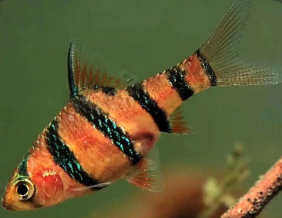 A close up of a Five Banded Barb in its tank.