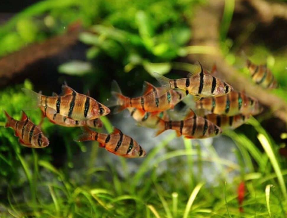 A school of Five-Banded Barbs swimming in a planted tank.