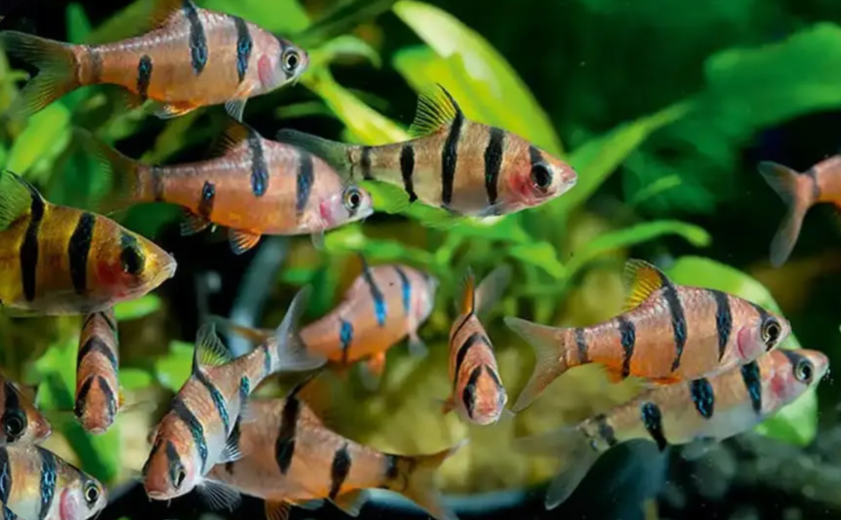 Five Banded Barbs school in a planted tank.