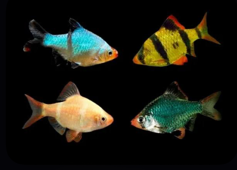 Tiger Barbs of four different color morphs on a black background.