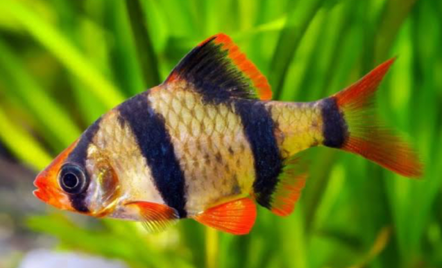 A Tiger Barb in a planted tank.
