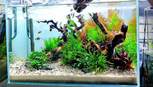 A planted tank with barbs schooling.