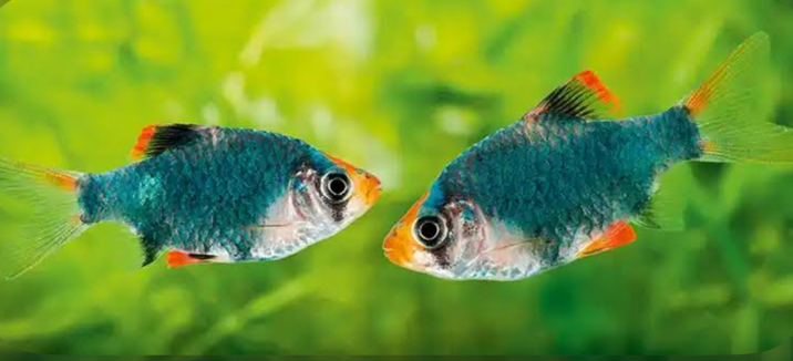 A planted tank focused on two Green Tiger Barbs next to each other swimming.